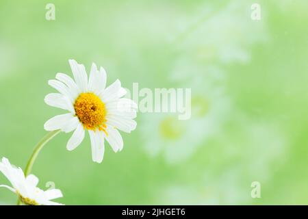 Fiori margherite bianchi contro un campo verde vibrante con riflesso di fiori in vetro, con spazio copia Foto Stock