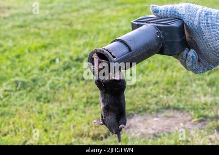 Talpa in una trappola nelle mani di un giardiniere sullo sfondo di un prato Foto Stock