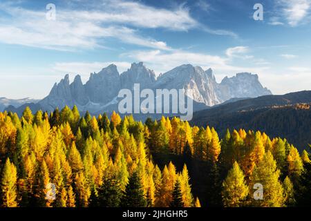 Incredibile vista autunnale sulla valle della Valfreda nelle Alpi dolomitiche italiane. Foresta di larici gialli e arancioni e montagne innevate picchi sullo sfondo. Dolomiti, Italia. Fotografia di paesaggio Foto Stock