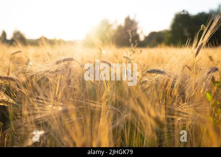 Campo con spighe dorate mature di mais contro il sole luminoso del tramonto Foto Stock