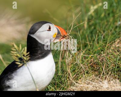 Atlantic Puffin, Fratercola arctica che trasporta materiale di nidificazione a Sumburgh Head sulla punta meridionale di Shetland, Scozia, Regno Unito. Foto Stock