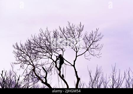 La silhouette di un chirurgo arborista arboricoltore che sale su un albero. Foto Stock