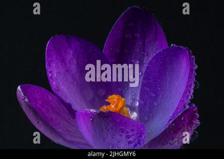 Primo piano di Crocus viola (Crocus vernus) con gocce d'acqua Foto Stock