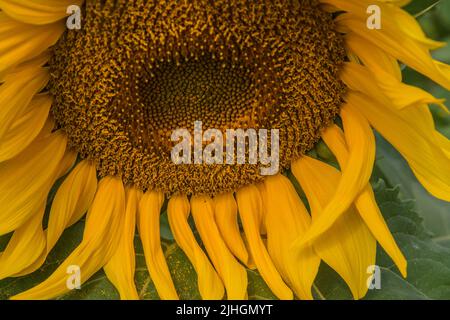 Primo piano di una testa di girasoli (Helianthus giganteus) Foto Stock