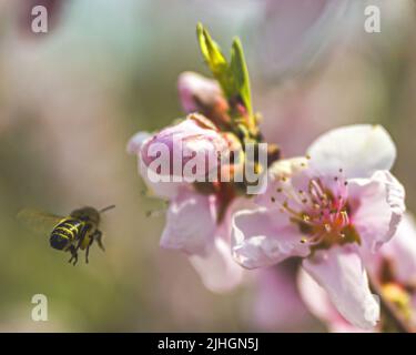 Un'immagine poco profonda di un'ape che vola vicino a splendidi fiori di ciliegio Foto Stock