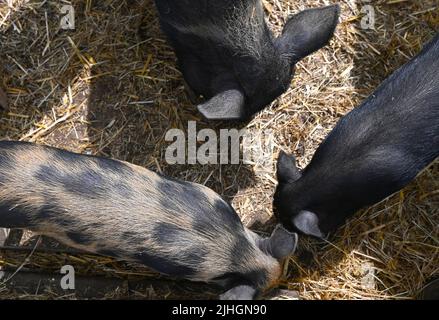 tre suini di razza rara, parco di animali di rostock Foto Stock