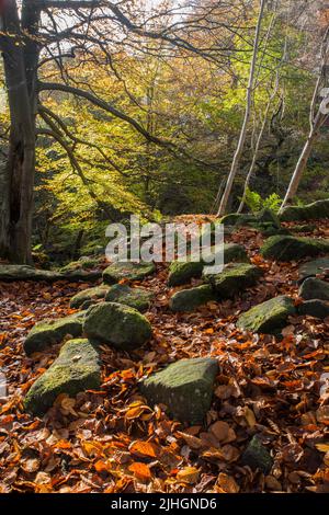 Moos rocce coperte e foglie d'autunno a Padley Gogge, Derbyshire, Inghilterra Foto Stock