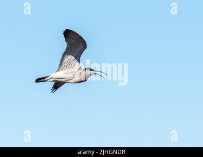 Un Whimbrel eurasiatico, Numenius phaeopus che chiama in volo a Huxter sulla terraferma, Scozia, Regno Unito. Foto Stock