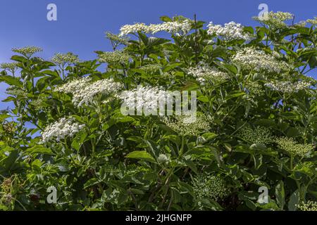 Fiori di sambuco Foto Stock