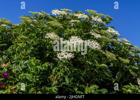 Fiori di sambuco Foto Stock