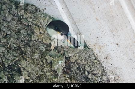 Due giovani uccelli della casa comune martin (Delichon urbicum) in attesa che i loro genitori portino cibo . I nidi sono costruiti da entrambi i sessi con fango Pell Foto Stock