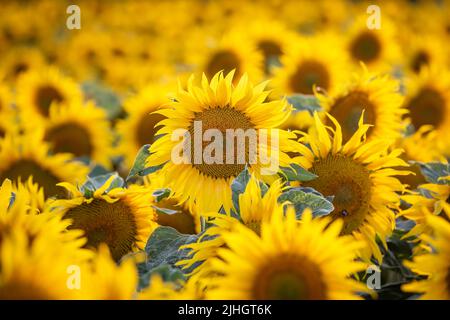 Una fotografia full frame di girasoli vibranti che crescono in Sussex, con una profondità di campo poco profonda Foto Stock