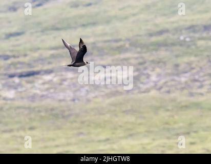 Una fase pallida Artico Skua, Stercorarius parassiticus a Huxter, Shetland, Scotlanmd, Regno Unito. Foto Stock