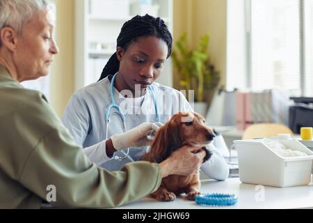 Ritratto della giovane donna nera che esamina il cane in clinica di veterinario con la donna anziana che assiste, spazio copia Foto Stock