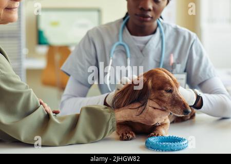 Primo piano di cute dachshund cane sul tavolo di esame in clinica di veterinario con donna anziana che lo tiene delicatamente Foto Stock