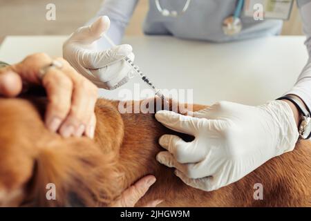 Primo piano di cane vaccinante veterinario non riconoscibile con siringa di iniezione, spazio di copia Foto Stock