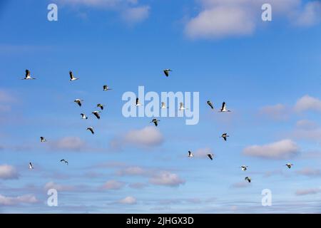 Migrazione woodstork volare in alto, con le sue ali sparse Foto Stock