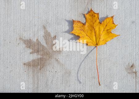 Marcatura a forma di foglia su calcestruzzo con foglia di acero caduta Foto Stock