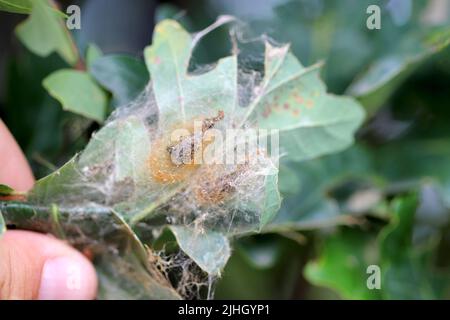 Il sito della trasformazione del bruco Brown coda Moth (Euproctis chrysorrhoea) in una pupa e la pupa in una falce nelle foglie. Foto Stock