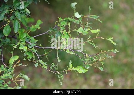 Foglie di albero distrutte da pilastri di coda marrone Moth (Euproctis chrysorrhoea). Foto Stock