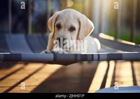 Piccolo cucciolo che sta masticando su un giocattolo o un osso in una vista ad angolo basso su un sedile di tela con spazio di copia sottostante Foto Stock