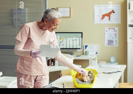 Vista laterale ritratto di sorridente veterinario senior peting gatto in clinica veterinario durante il controllo di salute, spazio copia Foto Stock