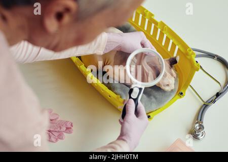 Vista ad angolo alto del veterinario femmina che esamina le orecchie di gatto con lente d'ingrandimento durante il controllo di salute in clinica di veterinario Foto Stock