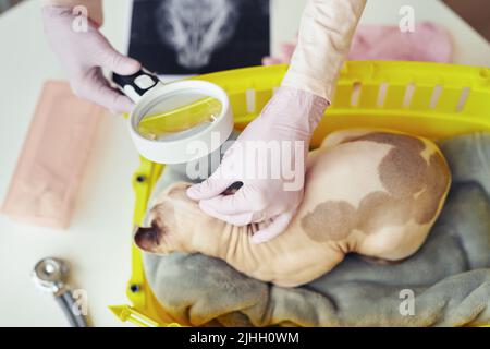 Primo piano di veterinario femmina che esamina l'orecchio di gatto utilizzando lente d'ingrandimento durante il controllo di salute in clinica di veterinario Foto Stock