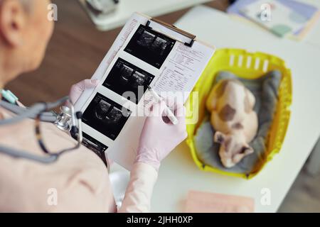 Alto angolo di primo piano del veterinario senior lettura Health chart e guardando le immagini ecografiche durante il controllo di salute per il gatto animale domestico, spazio copia Foto Stock