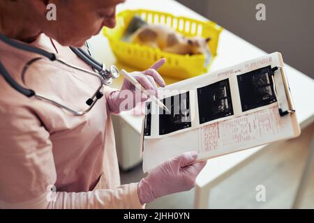 Primo piano del veterinario senior che legge il grafico della salute e guardando le immagini ecografiche sul lavoro, copia spazio Foto Stock