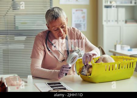 Ritratto di veterinario senior femmina che esamina le orecchie di gatto con lente d'ingrandimento durante il controllo di salute in clinica di veterinario Foto Stock