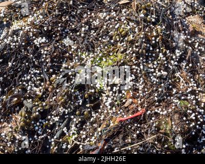 Palline di polistirene lavate sulla marea sulla riva di Ura Firth, Mainland Shetland, Scozia, Regno Unito. Foto Stock