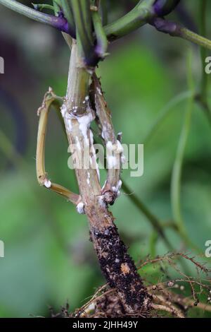 Fagioli nani o fagioli francesi distrutti da un fungo del genere Sclerotinia. Sullo stelo è visibile lo stampo bianco. La malattia causa perdite di rendimento. Foto Stock