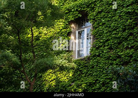 Edificio coperto Ivy a Tbilisi. Vite superriduttore intorno finestra sulla facciata casa coperto uva selvaggia Foto Stock