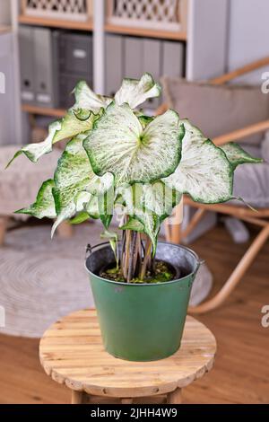 Piantina tropicale 'Caladium Candyland' con belle foglie bianche e verdi con greckle rosa in pentola sul tavolo Foto Stock