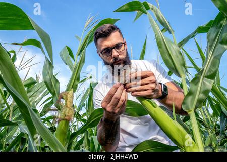 Coltivatore o agronomo in piedi in campo di mais che ispeziona le pannocchie e la seta di mais prima di raccogliere / raccolto per la stima della resa. Concentratevi sulle mani. Foto Stock