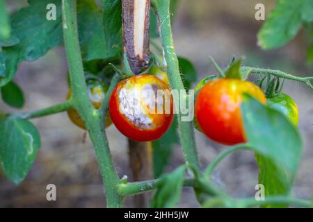 Sul cespuglio si trova un pomodoro maturo con macchie, colpito da bagliate tardive. Malattie fungine di pomodoro, prevenzione e cura. Messa a fuoco selettiva. Foto Stock