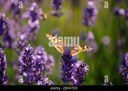 Bella estate sfondo floreale con un dolce farfalle sulla Lavanda fiori.. Foto Stock