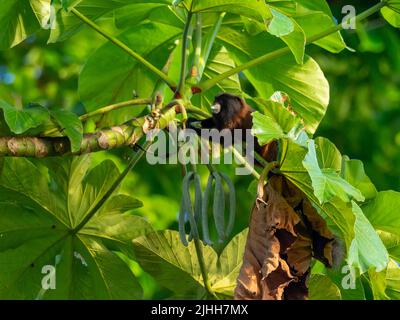 Scimmia tamarina sella-indietro, Leontocebus fuscus, mangiare i semi di Cerropia nell'Amazzonia del Perù Foto Stock