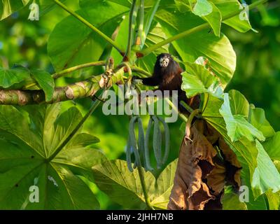 Scimmia tamarina sella-indietro, Leontocebus fuscus, mangiare i semi di Cerropia nell'Amazzonia del Perù Foto Stock