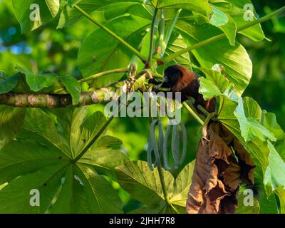 Scimmia tamarina sella-indietro, Leontocebus fuscus, mangiare i semi di Cerropia nell'Amazzonia del Perù Foto Stock