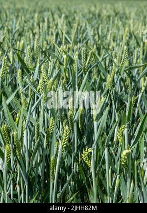 Raccolto di grano invernale che matura al sole Foto Stock