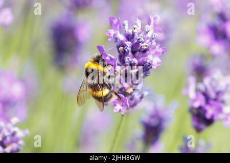 Vista ravvicinata di un bumblebee (Bombus terrestris) che forgia fiori di lavanda inglese (Lavandula angustifolia) in un giardino estivo Surrey Foto Stock