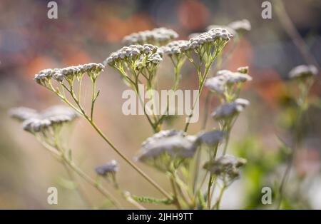 Achillea millefolio nel giardino, profondità di campo poco profonda Foto Stock