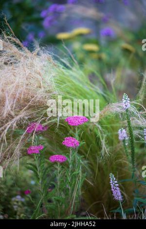 Bordo fiore con Achillea millefolio nel giardino, profondità di campo poco profonda Foto Stock