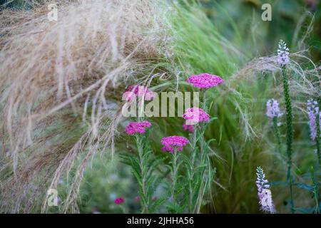 Bordo fiore con Achillea millefolio nel giardino, profondità di campo poco profonda Foto Stock