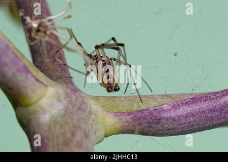 Maschio Brown Widow della specie Latrodectus geometricus Foto Stock