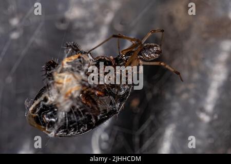 Maschio Brown Widow della specie Latrodectus geometricus che predica su un insetto puzzolente Foto Stock