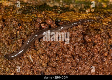 Piccolo Land Planario del genere Rhynchodemus Foto Stock