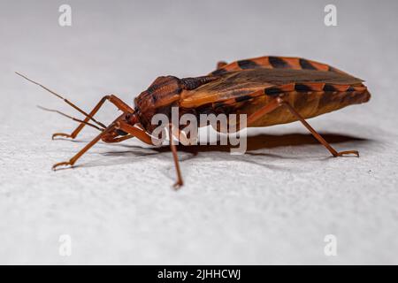 Bug baciante adulto del genere Panstrurylus Foto Stock